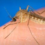 Introducing Aardvark Mosquito Control Services