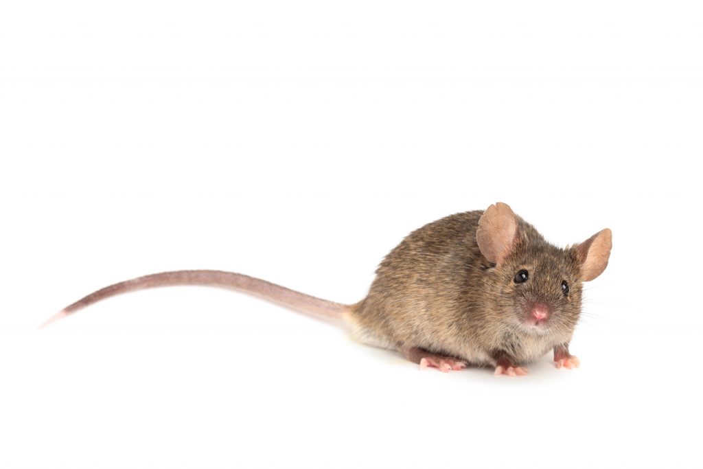 Mouse on white background